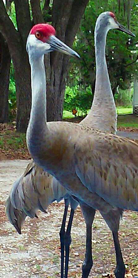 Birds - Hacienda Heights Mobile Home Park